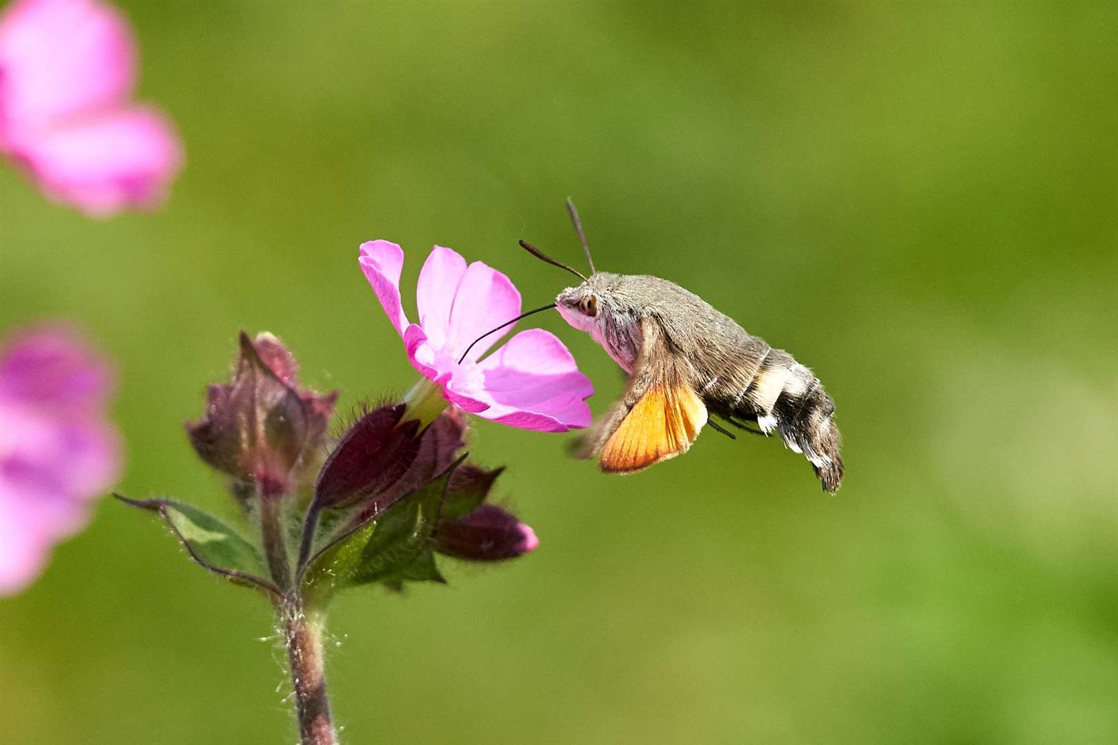 Hummingbird hawkmoth's love the flowers in our gardens. Photo: Kim Tarsey. (33933525)