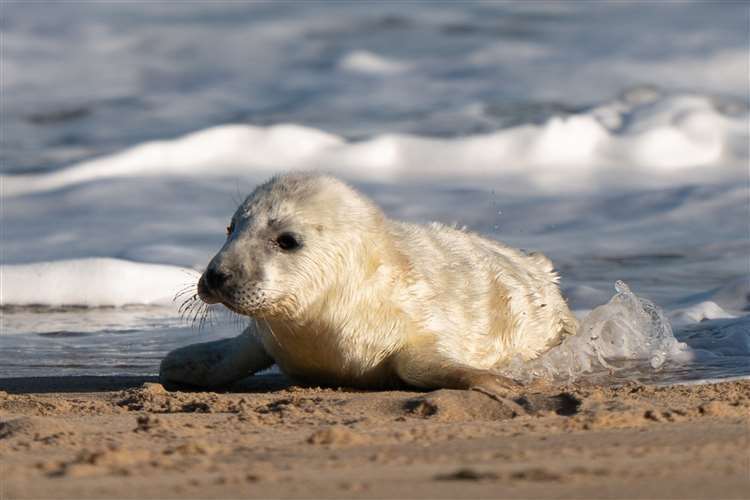 A newborn grey seal during pupping season at Horsey in Norfolk (Joe Giddens/PA) (61607415)