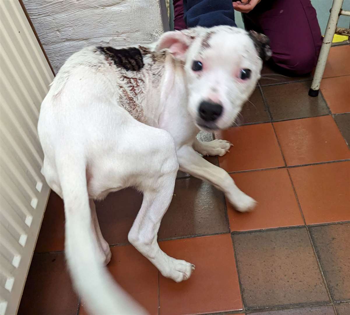 Milo was covered in scald burns and had a broken bag leg when he was rescued