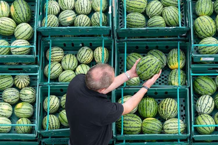 Nick Molesworth, manager of Oakley Farm in Outwell stacking the water melons ready for them to be transported. Photo: Joe Giddens/PA Wire.