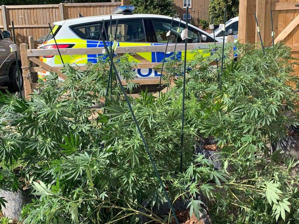 Cannabis factory found at scene of reported burglary in Wisbech. (42850422)