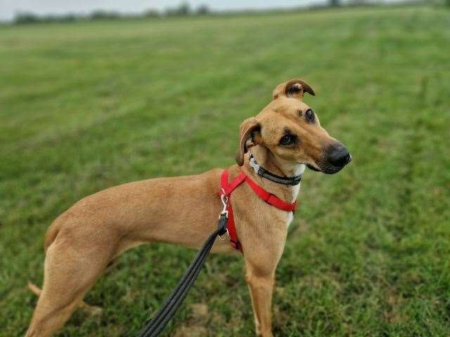 Sarah, a three-year-old lurcher, is looking for a forever home