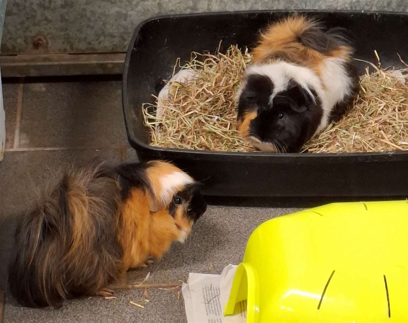 Bonded guinea pigs Bagel and Crumpet