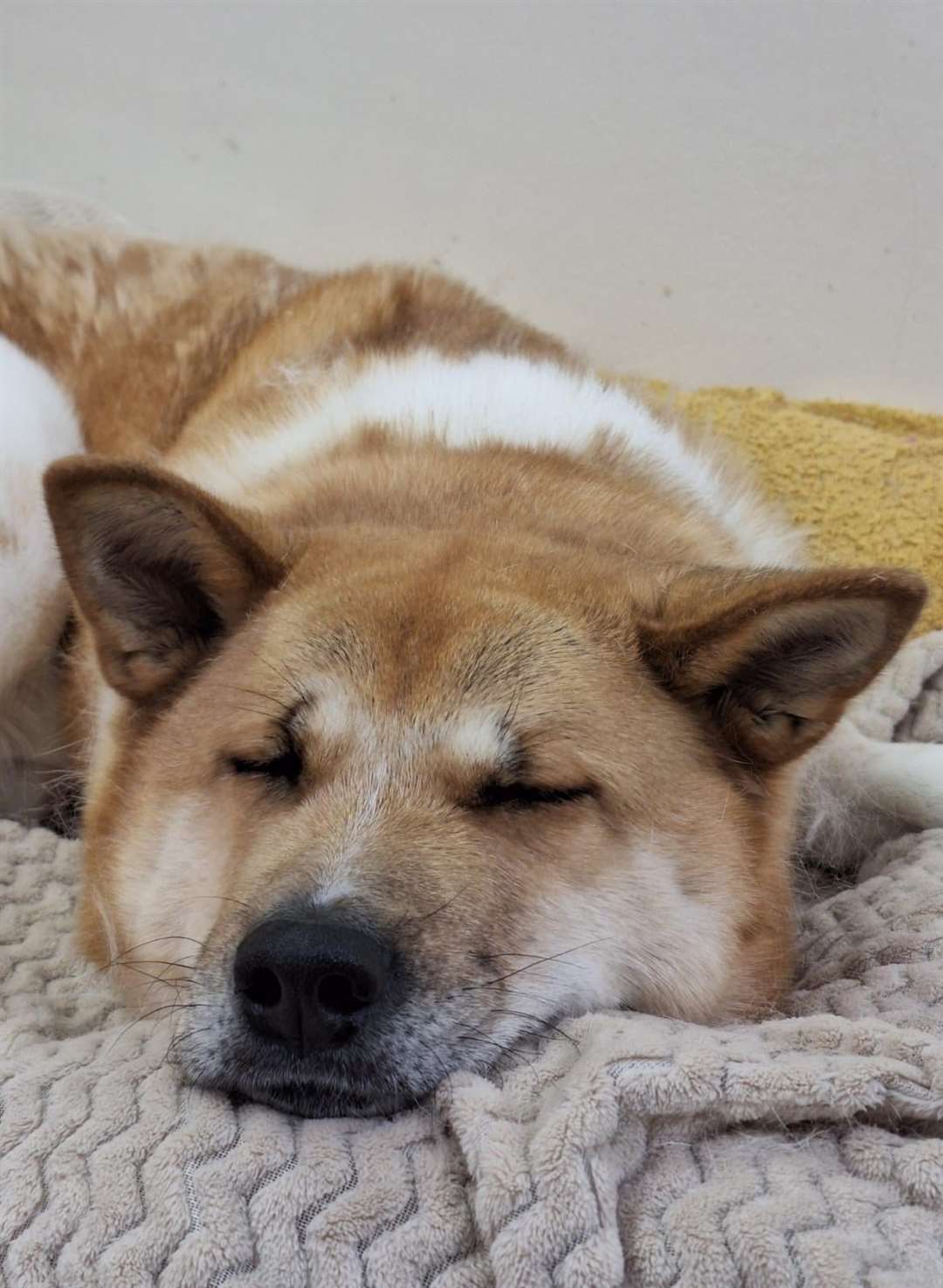 The RSPCA has launched a heartfelt plea to dog lovers to rehome sweet Coco - who sadly this week reaches the heartbreaking milestone of spending one year in RSPCA kennels