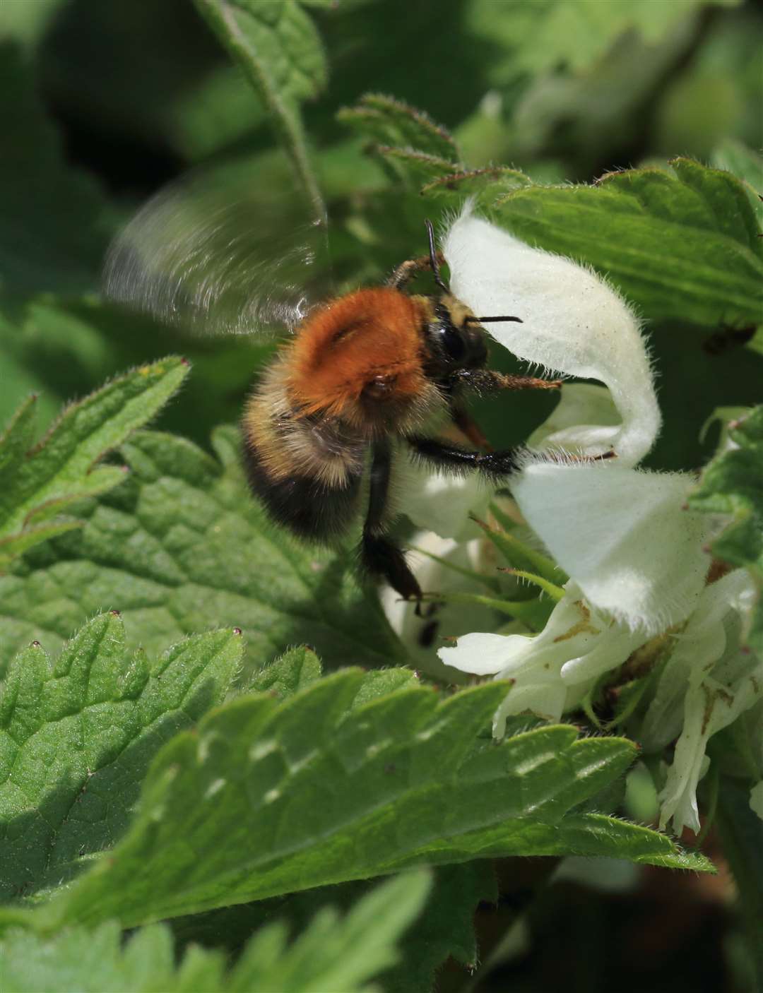Common carder bees can be found buzzing on farmland walks. Photo: Georgette Taylor. (33933514)