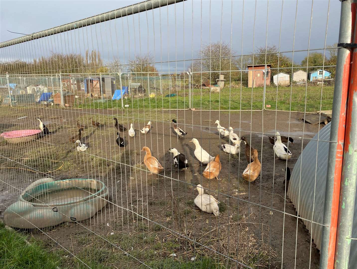 The rescue centre is home to hundreds of ducks