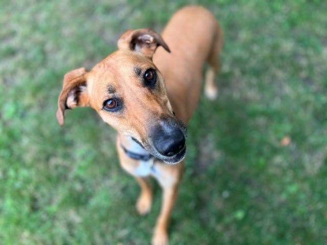 Sarah has spent more than two years in RSPCA care