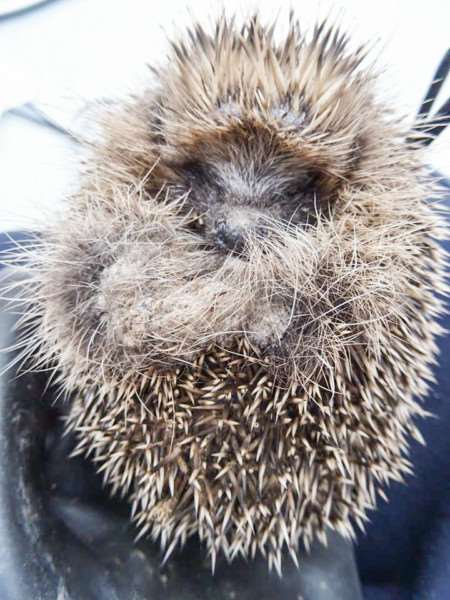 Spike was the first hedgehog Suzanne Lyons rescued two years ago - since then she has gone on to rescue dozens more.