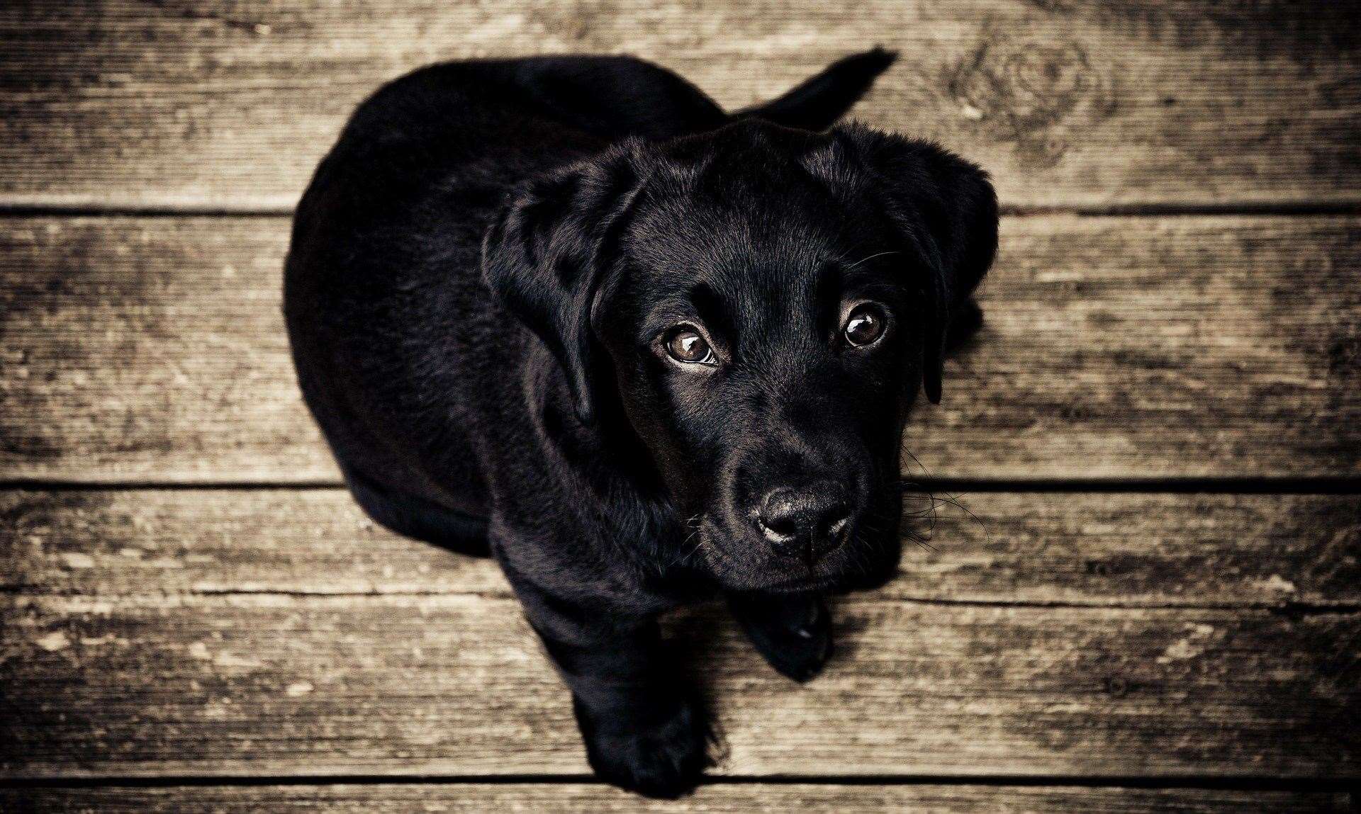Many vets recommend not taking your puppy to public places, such as dog parks, until two weeks after your puppy has had their second vaccination. Stock Image