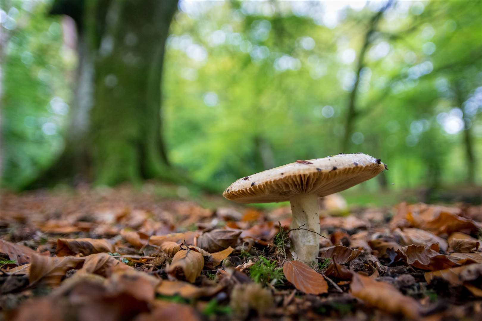 It can be hard to tell what's dangerous and what's not when it comes to wild mushroom and fungi. Photo: iStock.