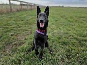 Angel the Belgian Shepherd (Malinois) crossbreed is just one of the animals looking for a forever home at the RSPCA's Block Fen in Wimblington.