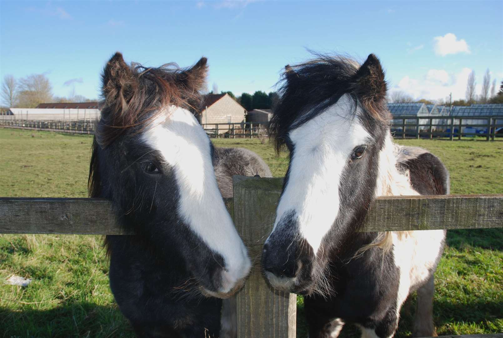 Phillipa Jane Wielgos, of West Walton, took this lovely picture of two ponies on River Road in the village. (43307340)