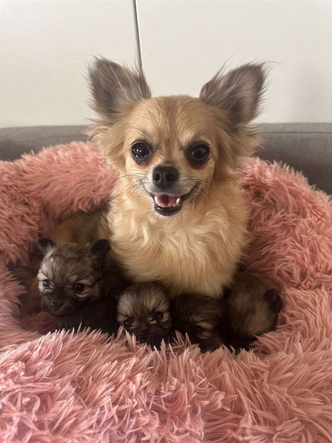 A chihuahua with her pups being cared for by Ravenswood Pet Rescue