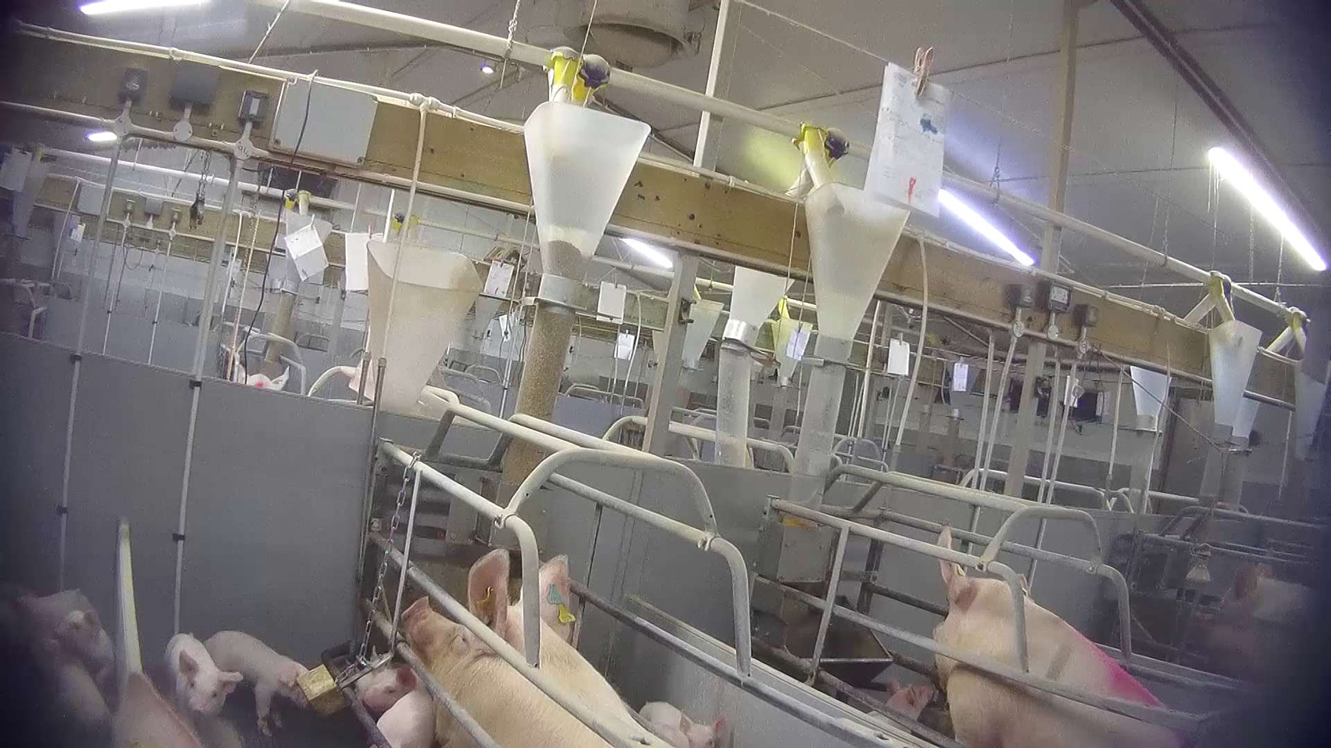 An image captured by an undercover investigator at Northmoor Farm (Animal Justice Project/PA)