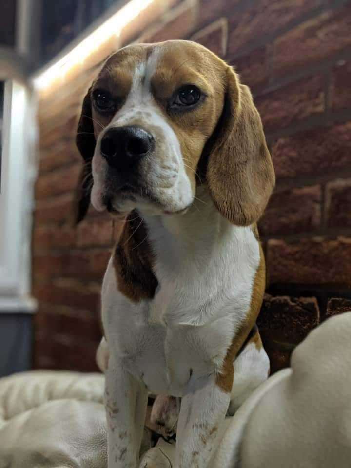 Indiana known as Indy the beagle has been stolen from hhis home in March. (43989530)