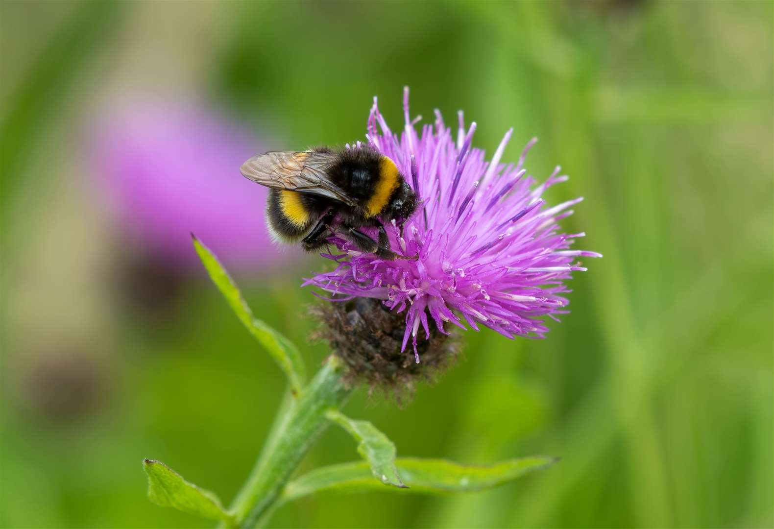 A bumble bee. Image: iStock.
