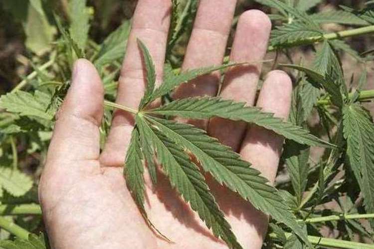 Police discovered cannabis worth up to £355,000 at a property in Sutton Bridge. Picture: Stock image