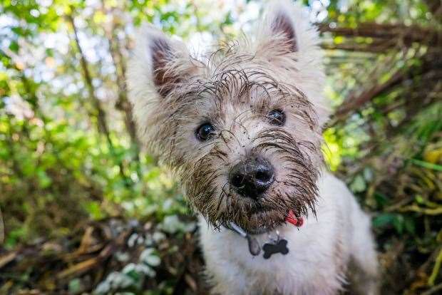 Dogs can often eat and chew things while out on a walk. Image: Getty Images.