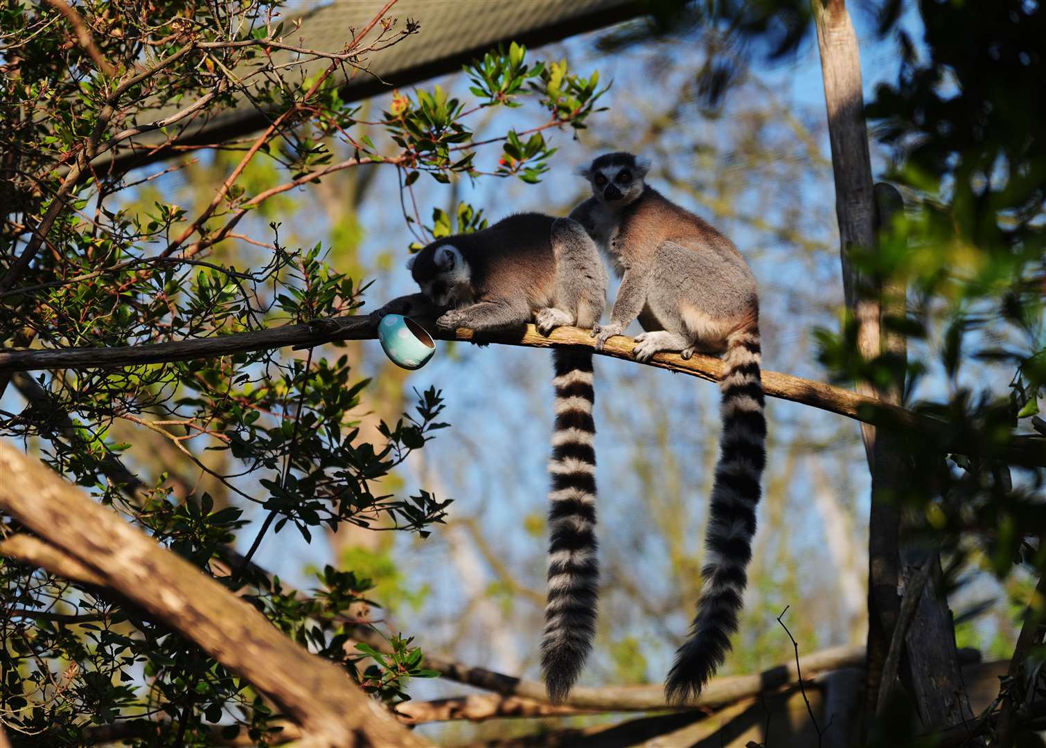 Ring-tailed lemurs search for an Easter treat at London Zoo (Yui Mok/PA)