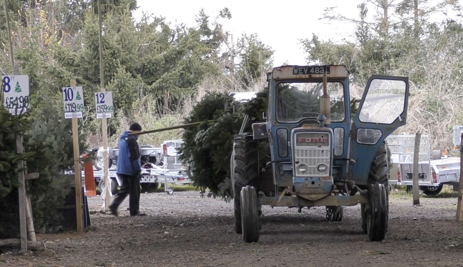 Shoppers can pick their own Christmas tree at this farm