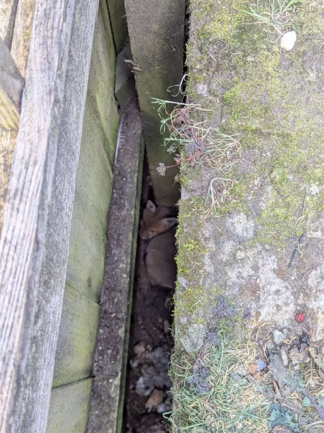 The fox cub was found wedged inside a gap after its mother was sharing food with its cub (RSPCA)