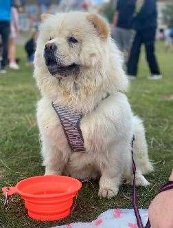 Chatteris reader Chloe Pauley sent us this delightful photo of her puppy Beau back in October. Wonder if she’s grown in the last five months?!