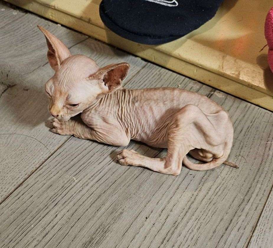 Dobby was very sick and emaciated when he was rescued