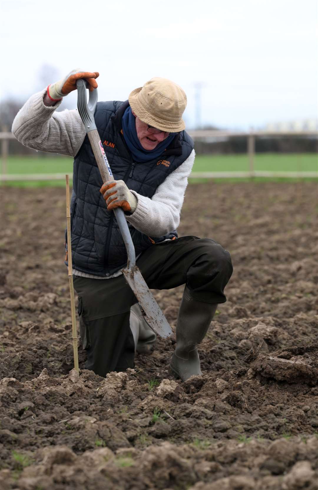 Fenland Orchard project fruit tree planting..Alan Wheeldon.