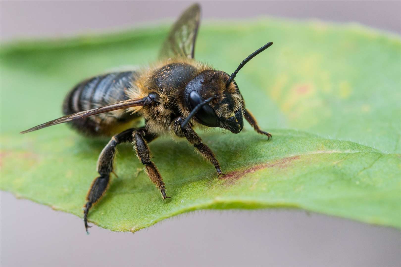 There has been a rapid decline in insect numbers. Image: iStock.