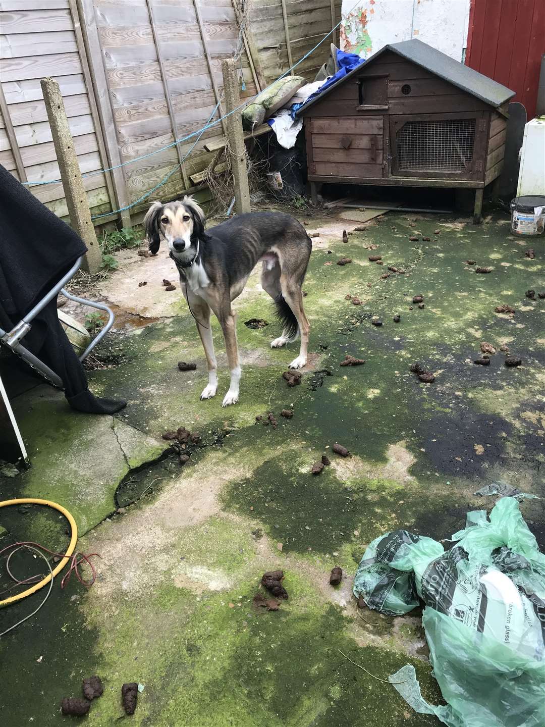 Abandoned lurcher Harvey. (34092784)
