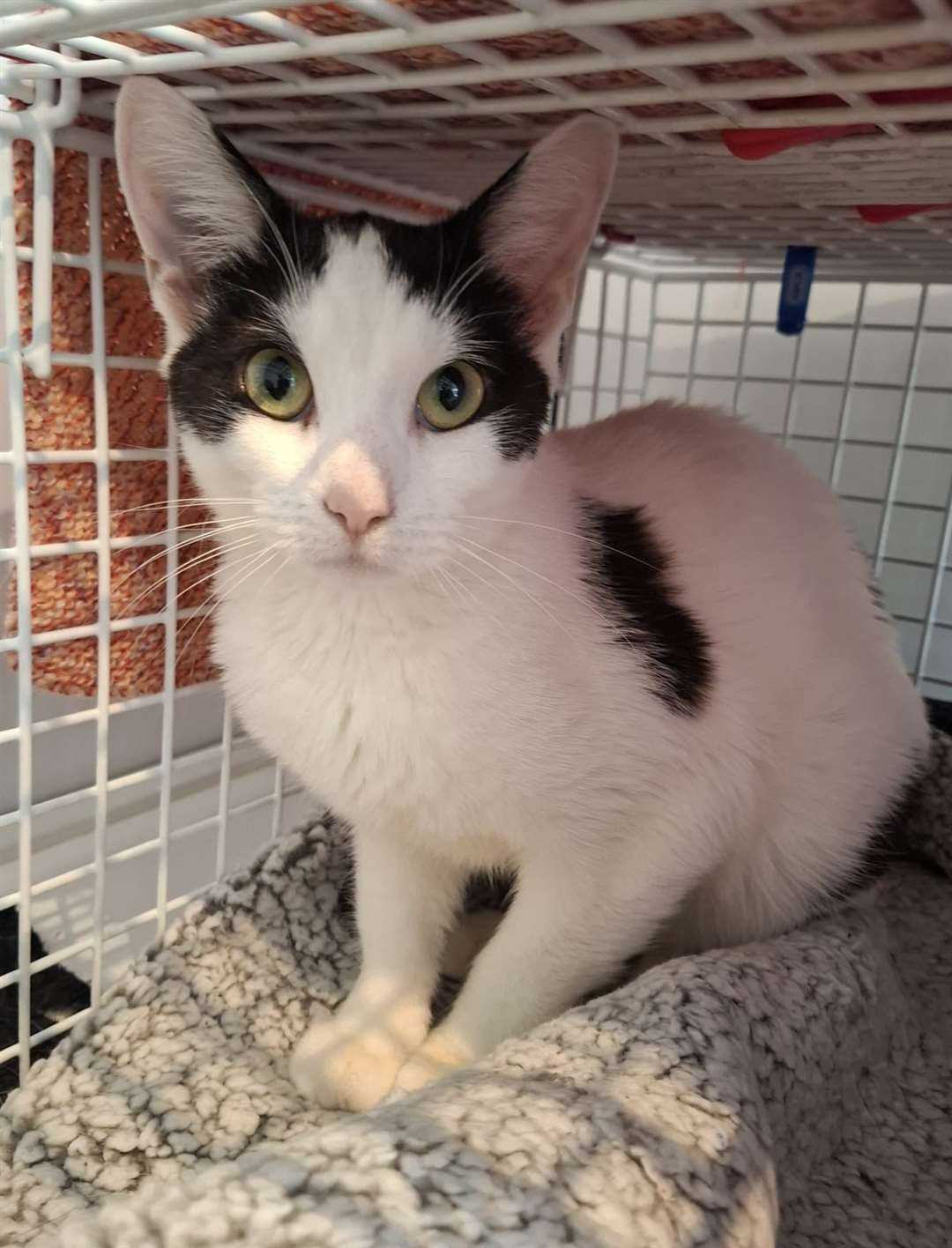 Sammie is looking for a loving home