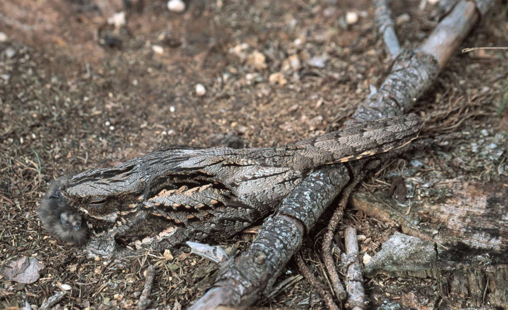Nightjar Caprimulgus europaeus, with chick nesting in undergrowth. Photo: Nigel Blake. (55463223)