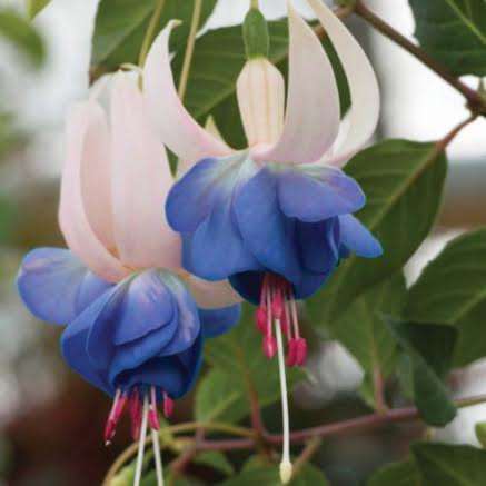 Deltas Sarah fuchsia