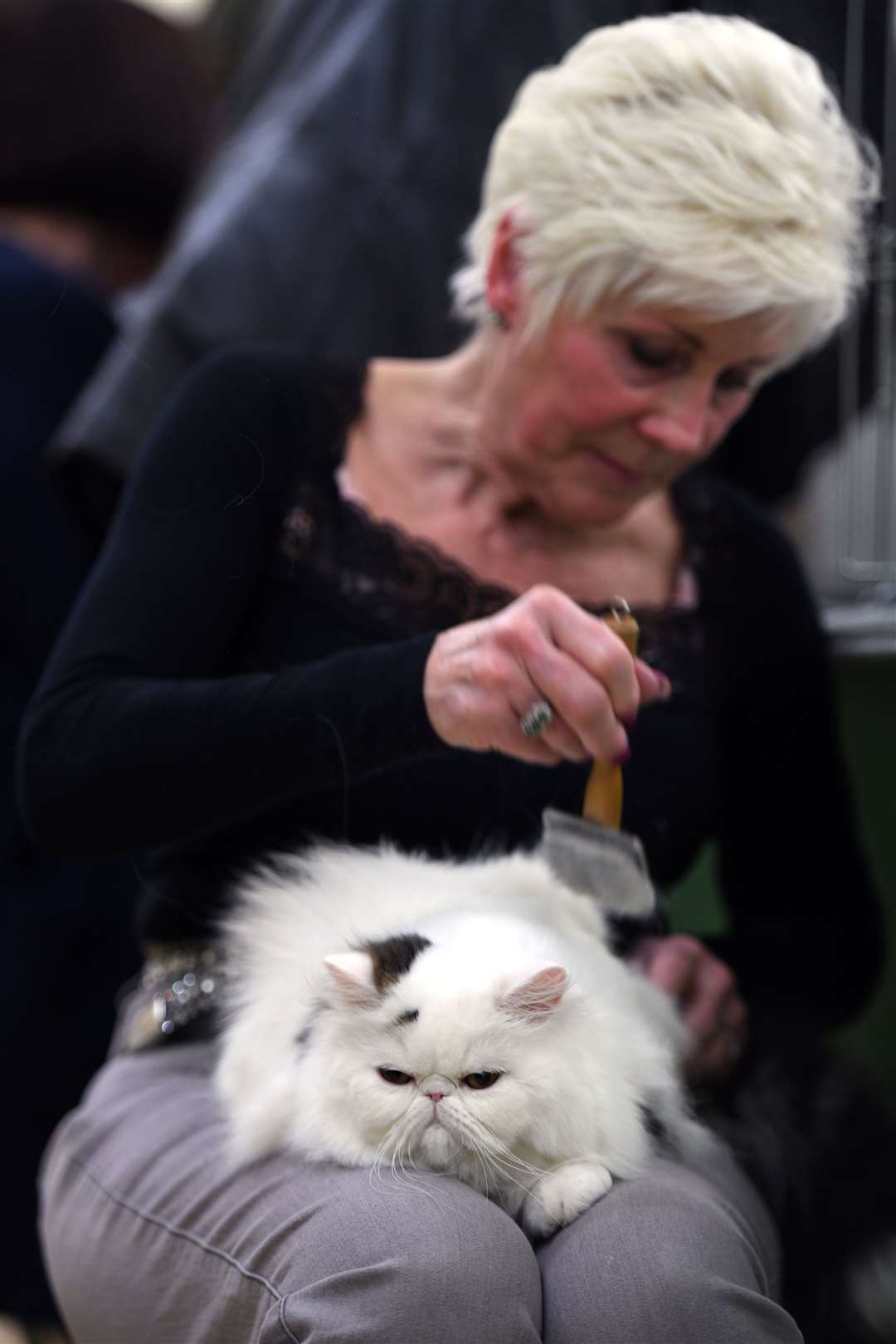 Exotic Cat Show at Tydd St Giles Community Centre..Nora Gardner with Tatty-Annie... (26567827)