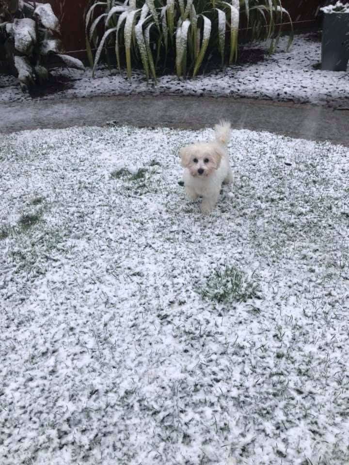 18-week-old Tillt enjoys the snow (43410182)