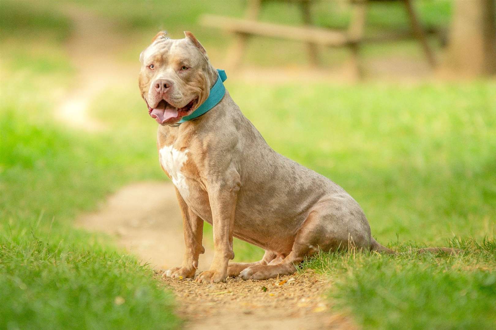 Dog believed to be an xl bully has been seized. Picture: Istock