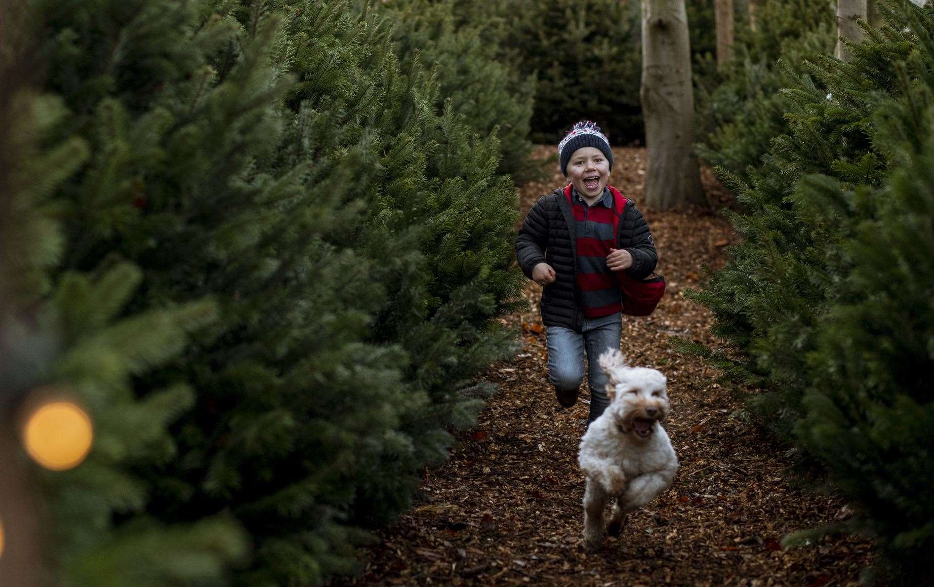 There are plants and trees it is worth watching your dogs around this Christmas. Image: iStock.