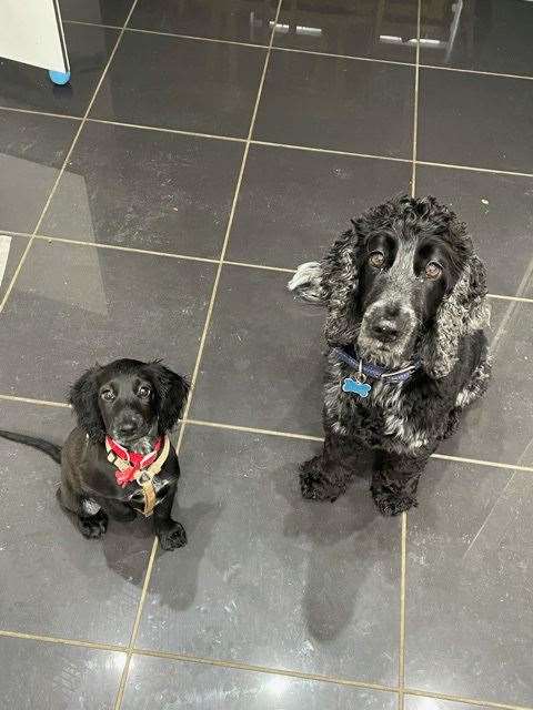 Ruby has settled in with her family and loves playing with their other dog Monty. (53887263)
