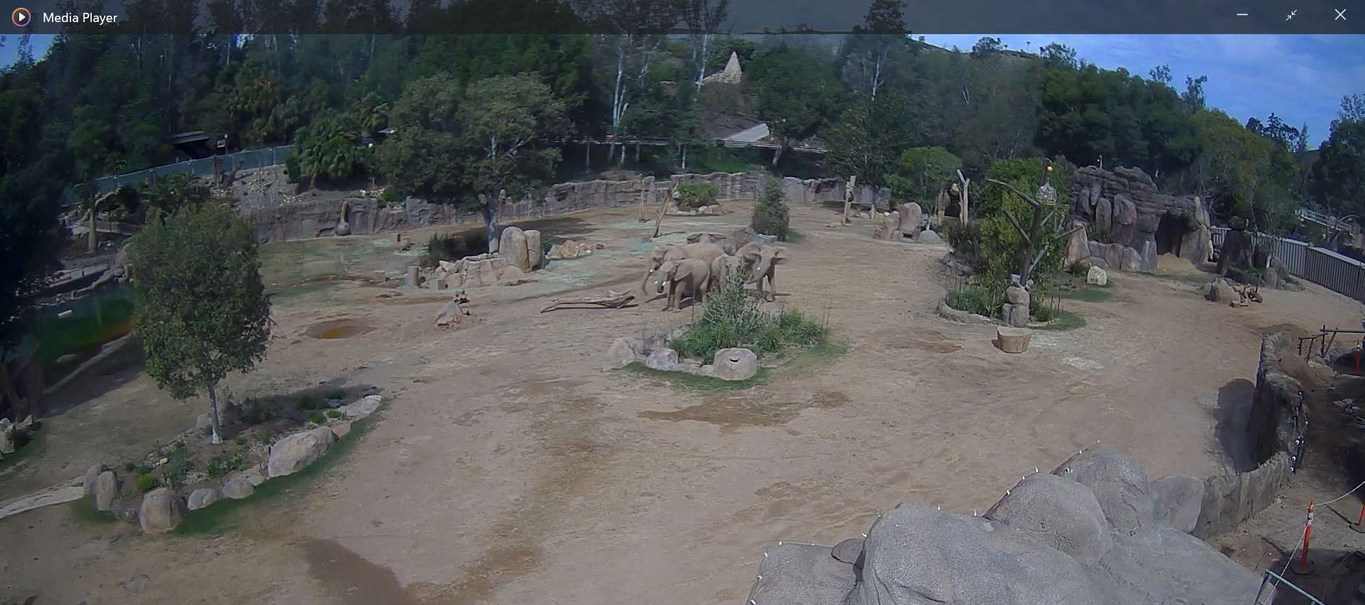The footage showed the elephants forming a circle (San Diego Zoo Safari Park/PA)