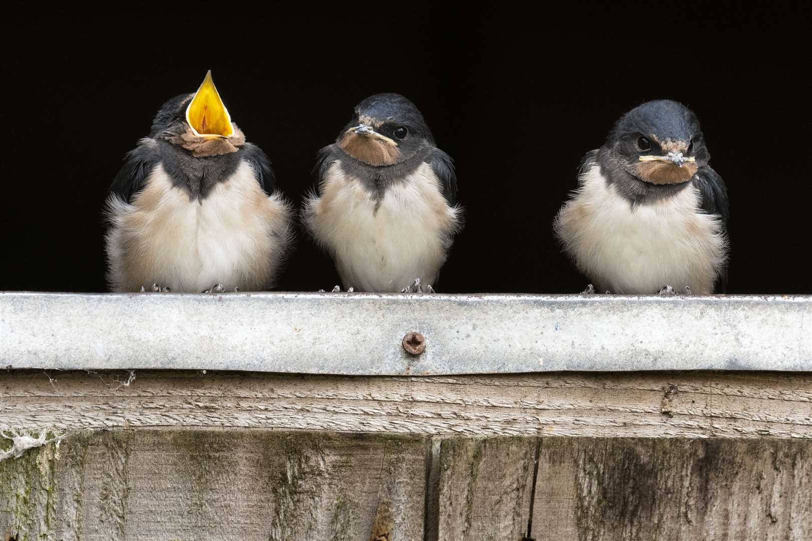 Barn swallow Hirundo rustica, fledglings perched on a stable door waiting to be fed by a returning adult.