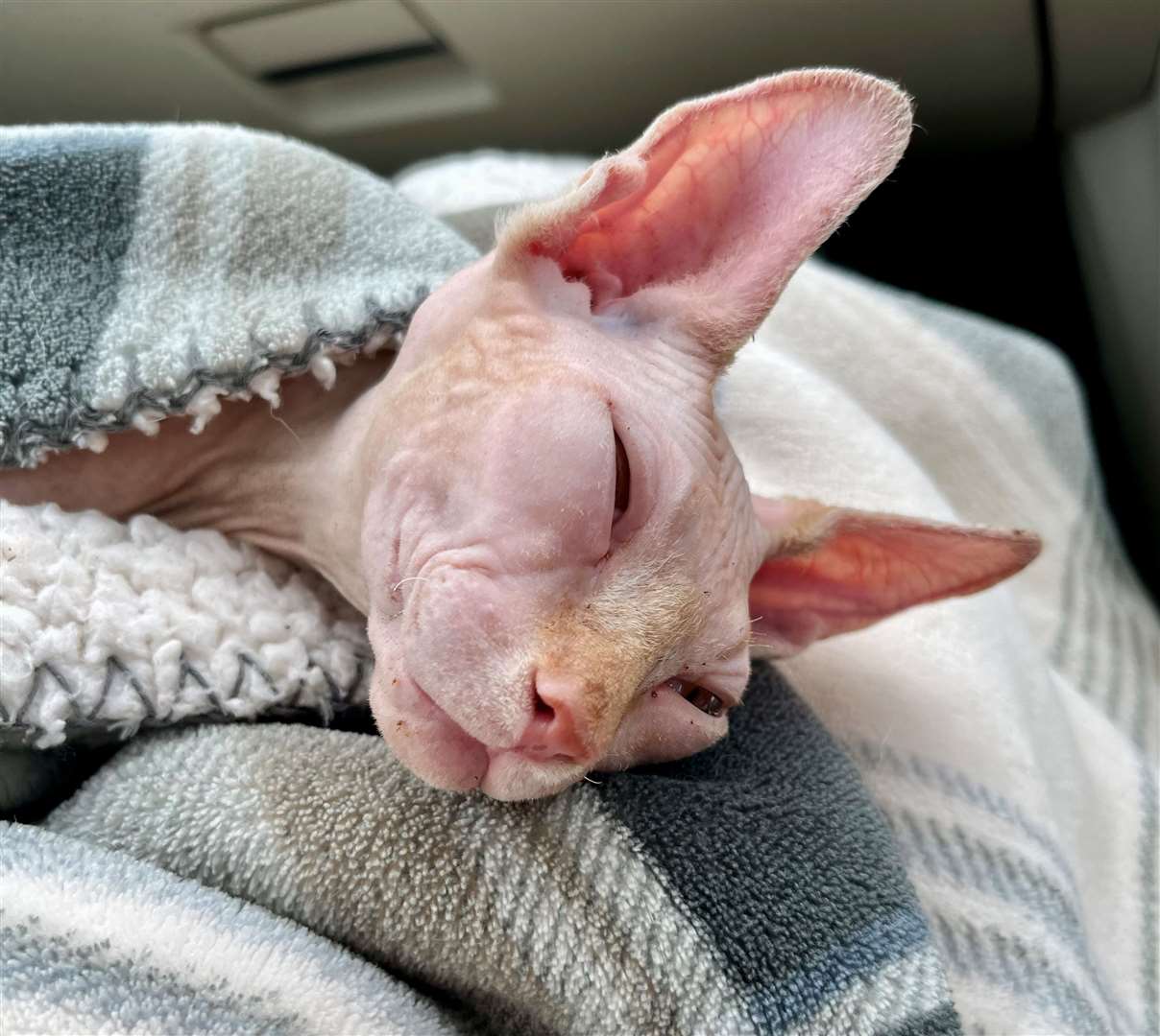 Dobby has been looked after by Lindsay Kierman and her team for the past four months
