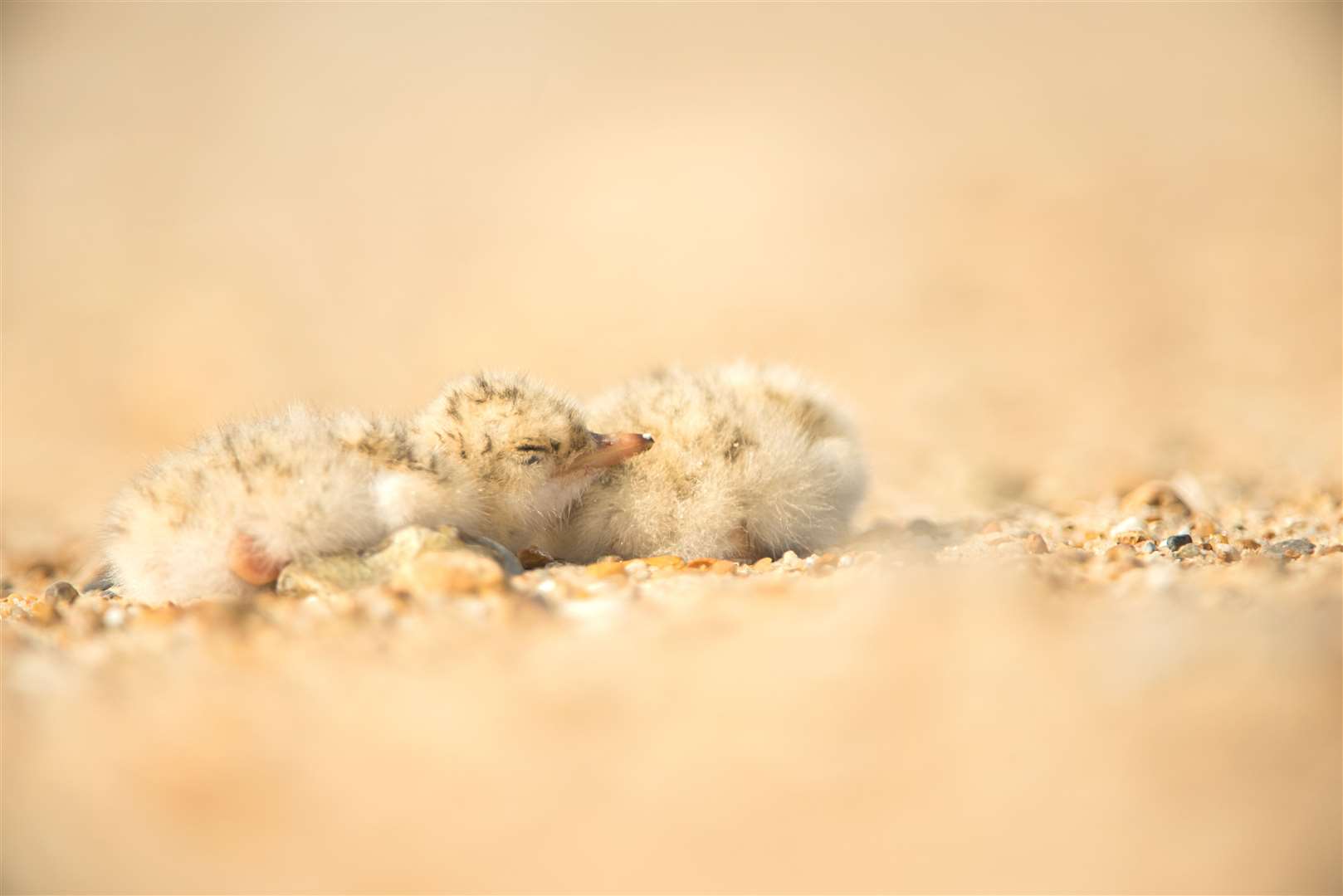 Little tern Sternula albifrons, two newly hatched chicks in nest, Winterton-on-Sea, Norfolk, July. Photo: Ben Andrew.