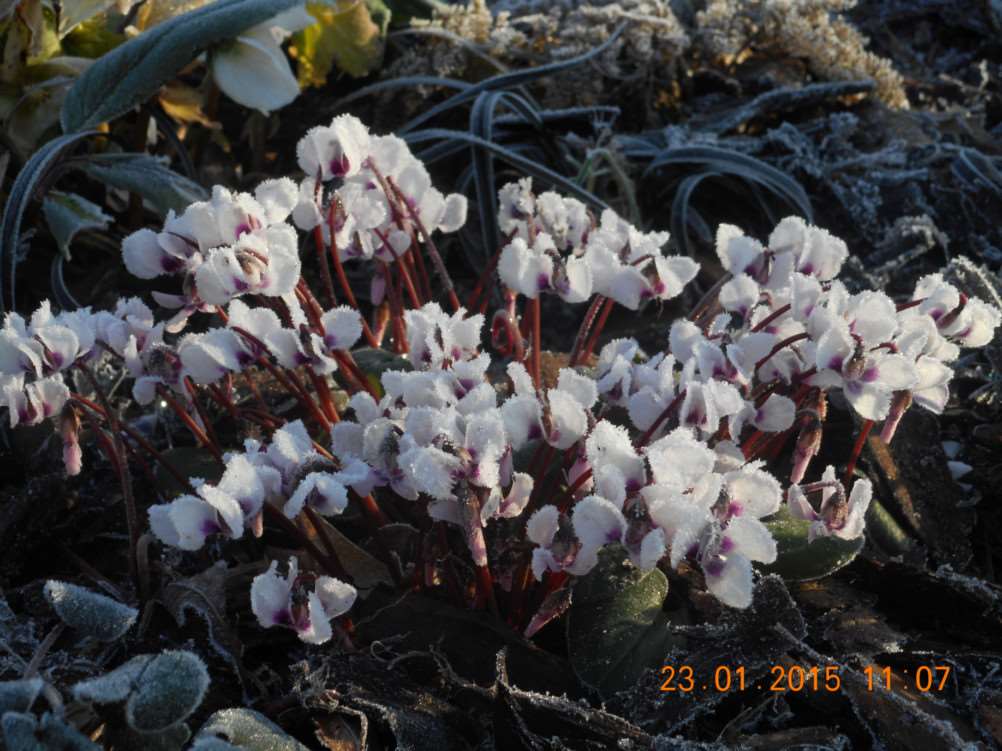 Cyclamen