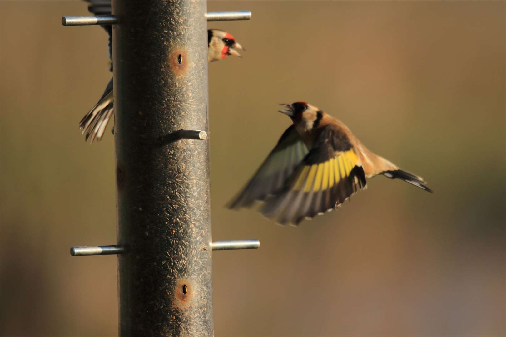 Goldfiinches are among the birds you can attract to your garden with a bird feeder. Photo: Georgette Taylor. (33933529)