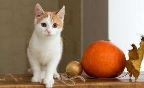 Top tips to keep your cats safe this Halloween. Picture: Canva