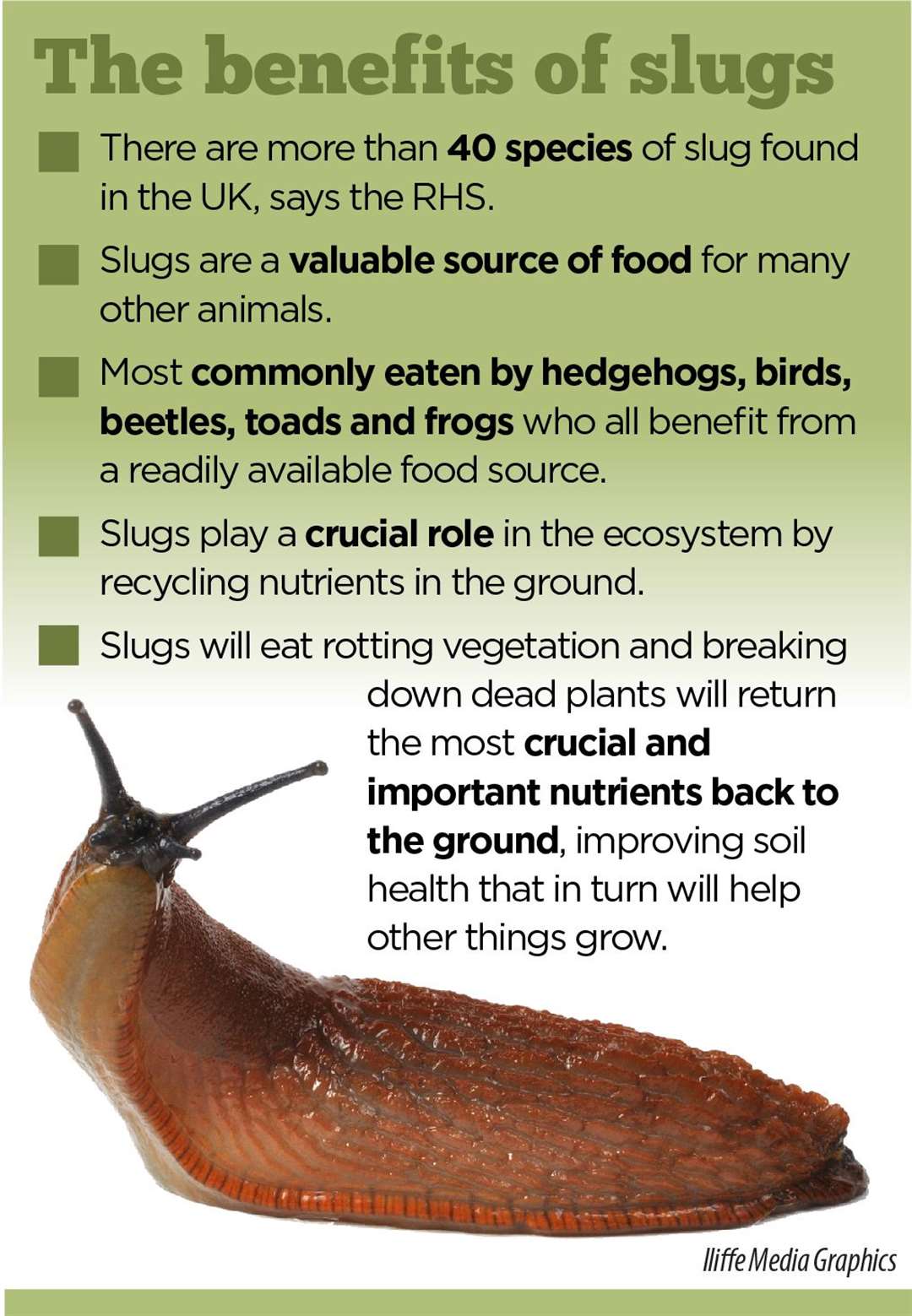 Despite their reputation as a pest, slugs pay a vital role in the UK's ecosystem (59637253)