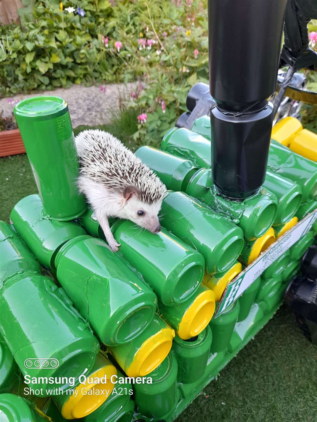 Dumbledore the African Pygmy hedgehog explores the tractor - he helps Heather in talks about saving hedgehogs. (47836585)