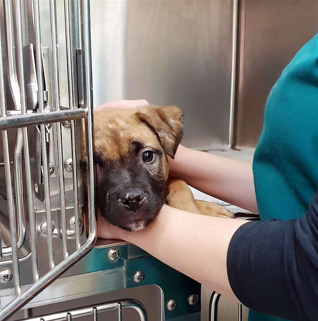 Loki when he was first rescued.