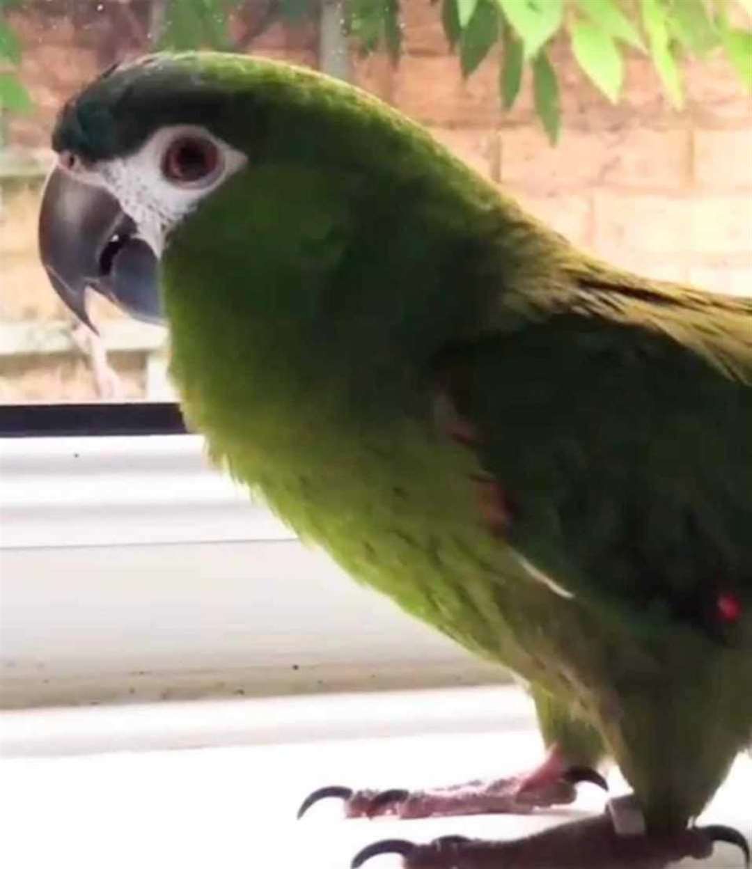 Frank is green in colour with red under his wings and flew the roost after being spooked