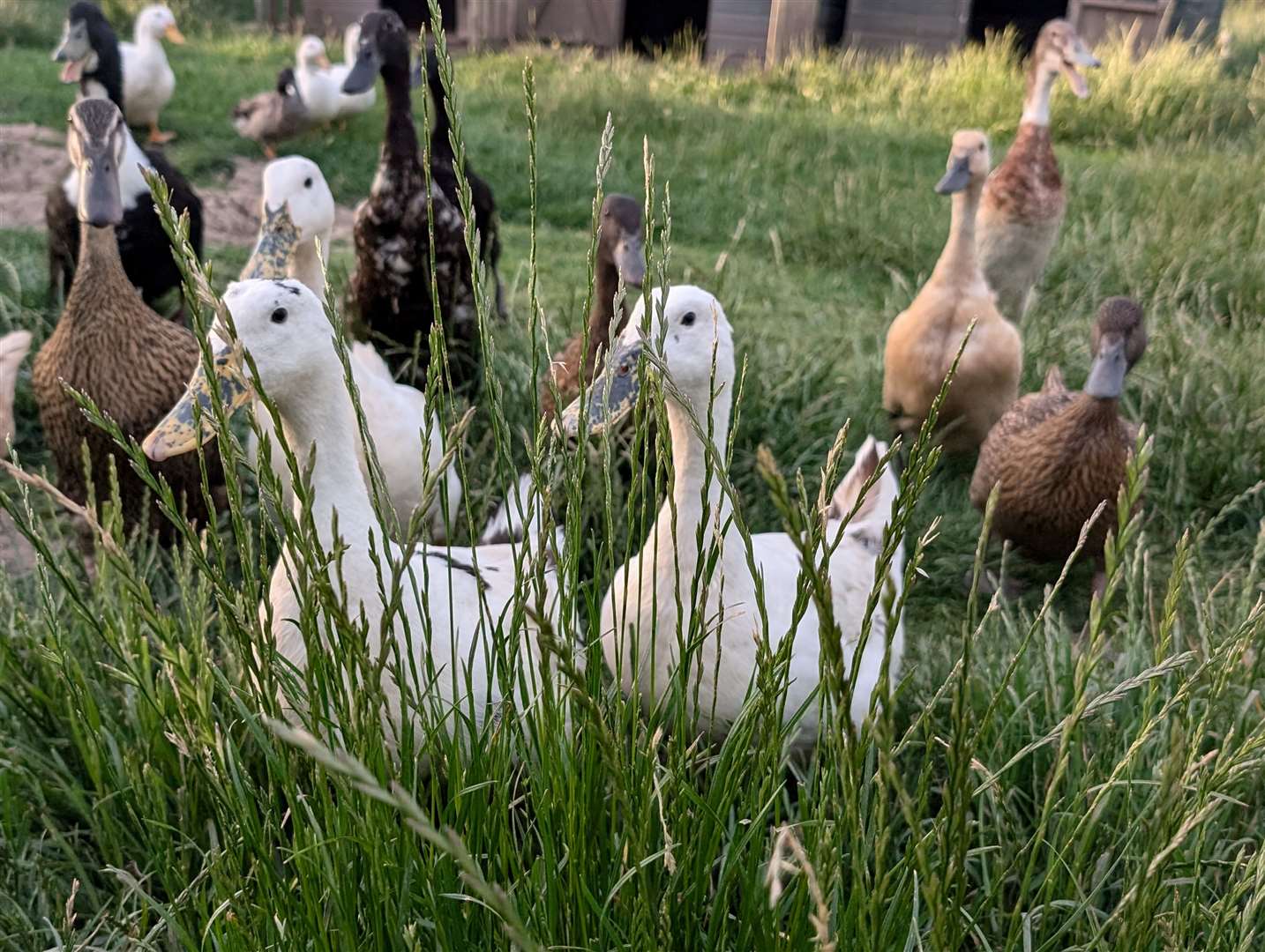 At Sally’s Duck Rescue, there are two sides to it - both rehoming and providing a sanctuary